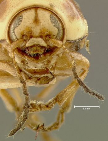 Media type: image;   Entomology 24997 Aspect: head frontal view